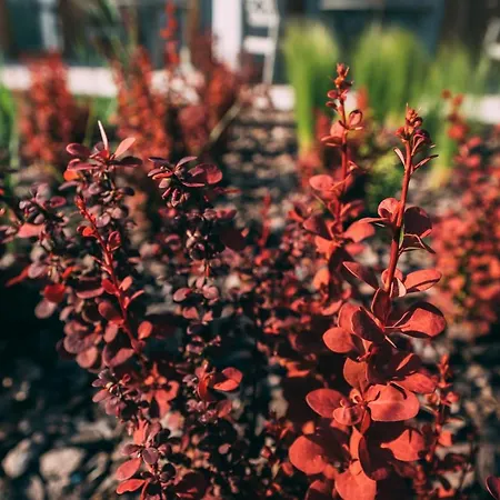 Folga Baltica * Świnoujście