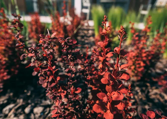 Folga Baltica * Swinemünde